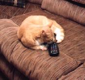kitty image