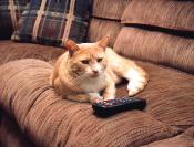 kitty image