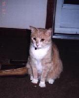 kitty image