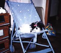 Shih Tzu image