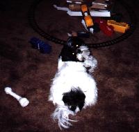 Shih Tzu image
