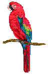 Parrot