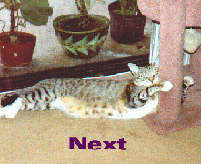Next 
Adopt A Shelter Pet Ring Site