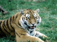 tiger
