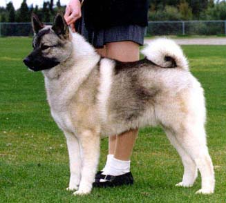 Echo
