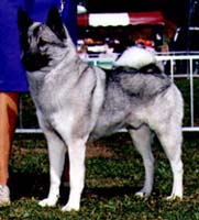 Kvass show picture