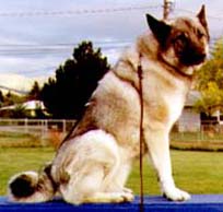 Kvass sitting on dog walk