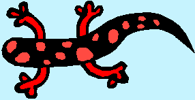 Child FireSpot Dragon