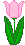 pink tulip