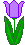 purple tulip