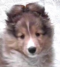 little Kari