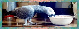 cereal