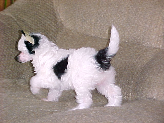 9 weeks