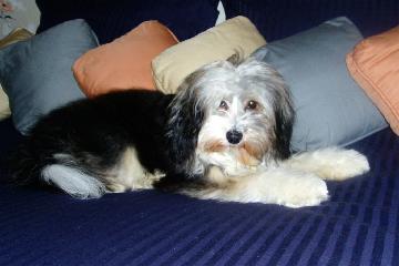 Toby