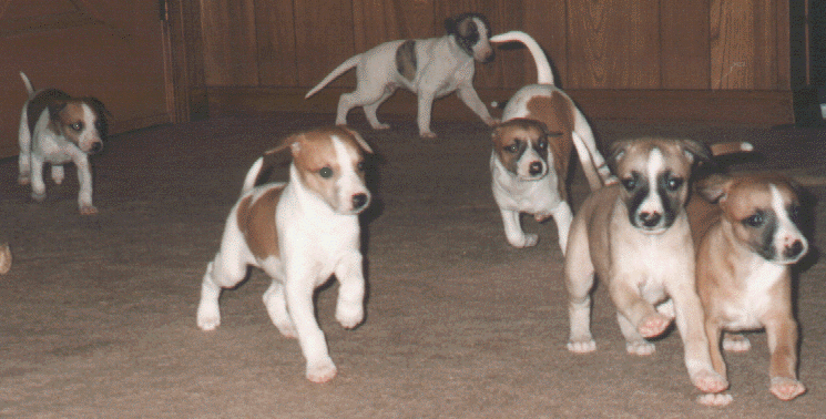 Puppy Stampeed
