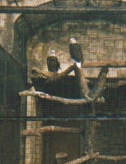 the Eagles