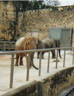 the Elephants