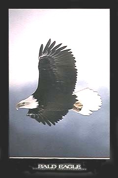 EAGLE IN FLIGHT