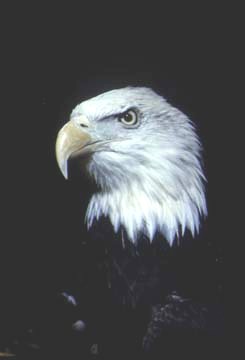 EAGLE IN SIGHT