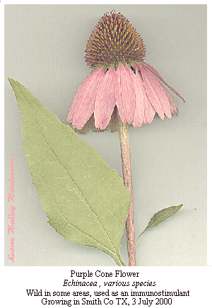 [Purple Cone Flower]