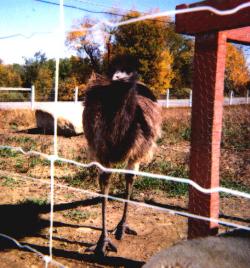 baby the emu