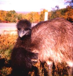 Baby the emu