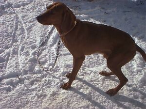 Red Baron the Redbone coon hound
