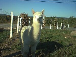 Packman the Alpaca