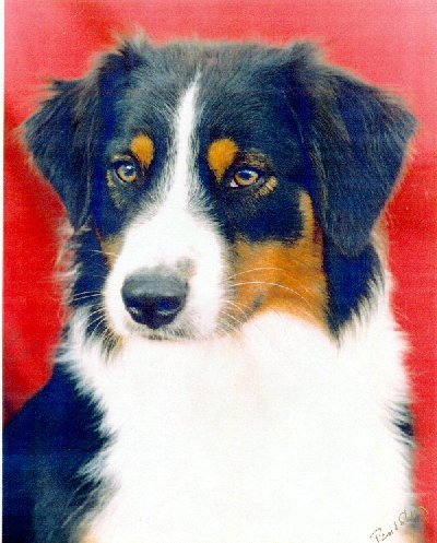 Danni