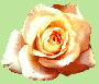 roses2yelsm.gif (4201 bytes)