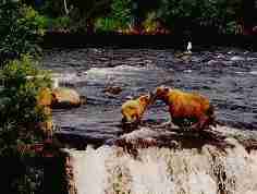 ellis bears