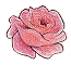 Rose 1