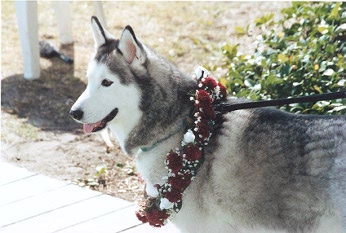 Ketah, the Flower Girl