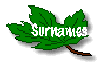 Surnames