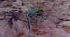 CollaredLizard.JPG (23700 bytes)