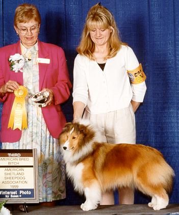 Shelties