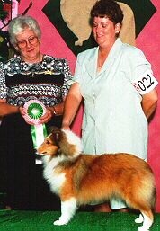Shelties
