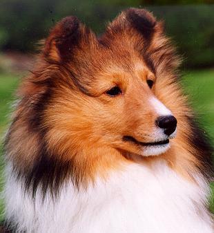 Shelties