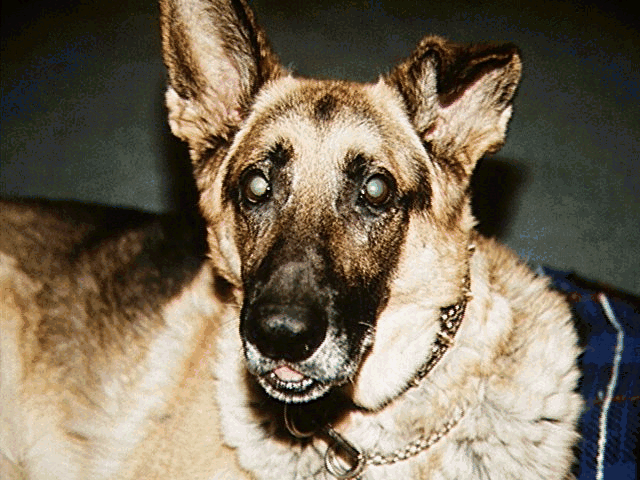King, age 7 years