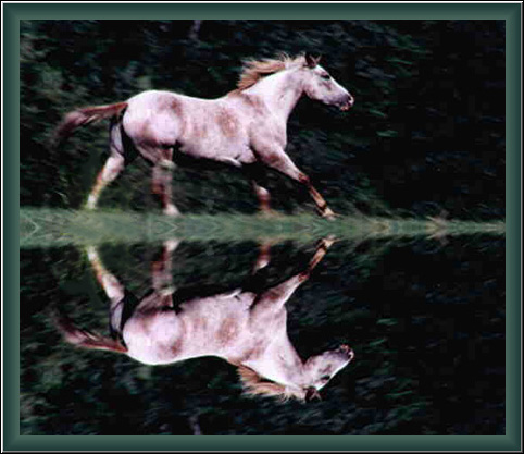 sadierun