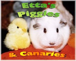 Etta's Piggies and Canaries