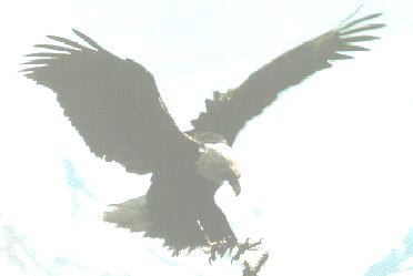 eagle