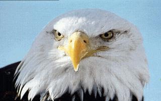 The Eagles Nest WebRing