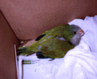 Pepebab.gif (44377 bytes)
