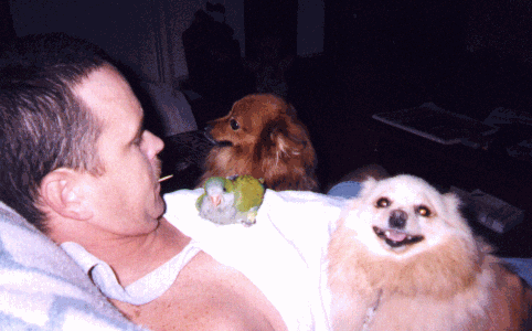 Pepfoxwo.gif (56283 bytes)