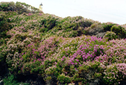 amazingclifftopheathergardens.JPG