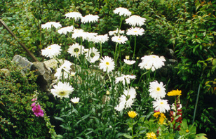 dahliahighlandmist.JPG