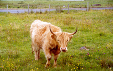 highlandcowskilmuir.JPG