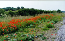 wildpoppiesco.tipperary.JPG