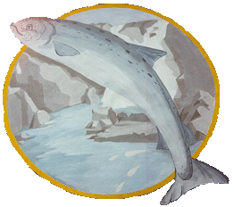 The County's Salmon Leaping